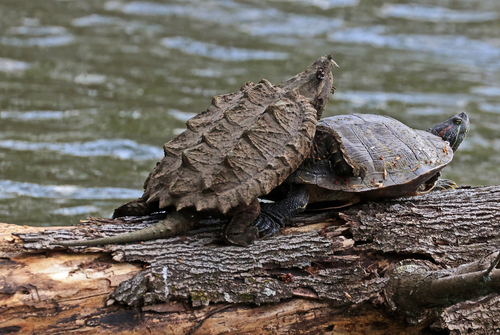 Alligator Snapping Turtle observed by jhartg44