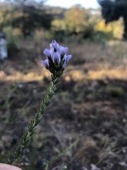 Aspalathus cephalotes violacea