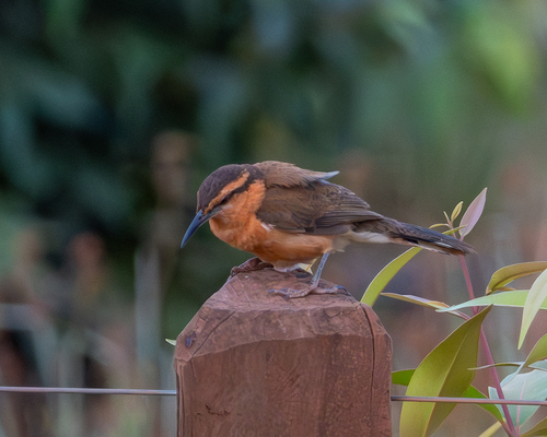 Bicolored Wren