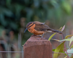 Bicolored Wren