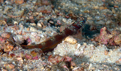 Amblyeleotris latifasciata