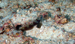 Amblyeleotris latifasciata