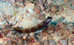 Amblyeleotris latifasciata