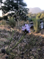 Aspalathus cephalotes violacea