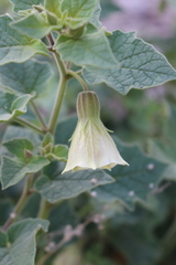 Physalis glutinosa