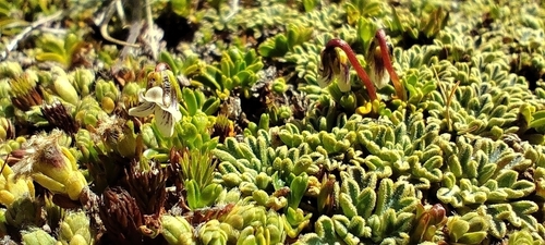 Drapetes (Drapetes muscosus)