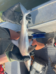 Australian Blacktip Shark photo 2