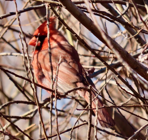Northern Cardinal