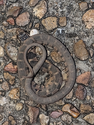 Plain-bellied Watersnake