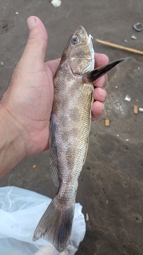 Menticirrhus martinicensis