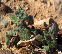 Forsskaolea tenacissima