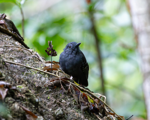 Caura Antbird
