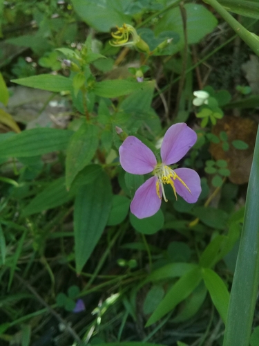 Tibouchina nitida