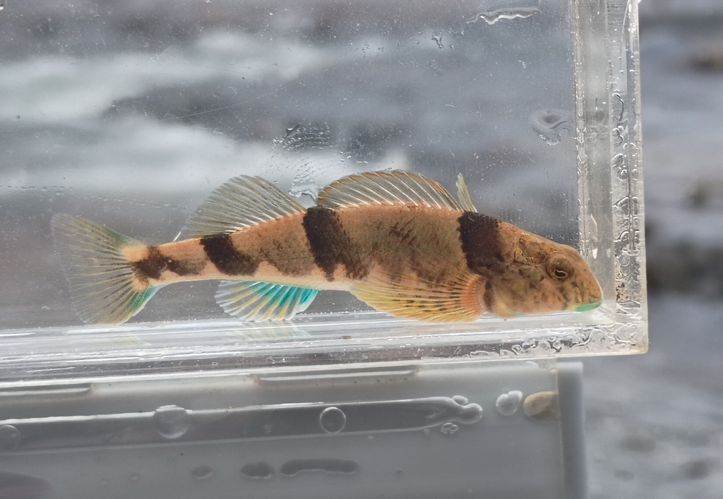 Blenny Darter