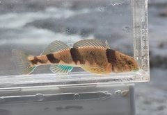 Blenny Darter photo 1