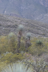 Yucca rigida
