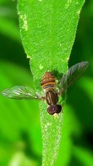 Toxomerus pulchellus