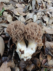 Ramaria violaceibrunnea