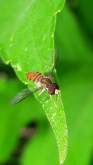 Toxomerus pulchellus