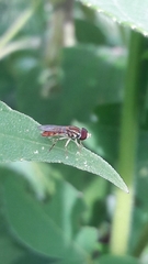 Toxomerus pulchellus