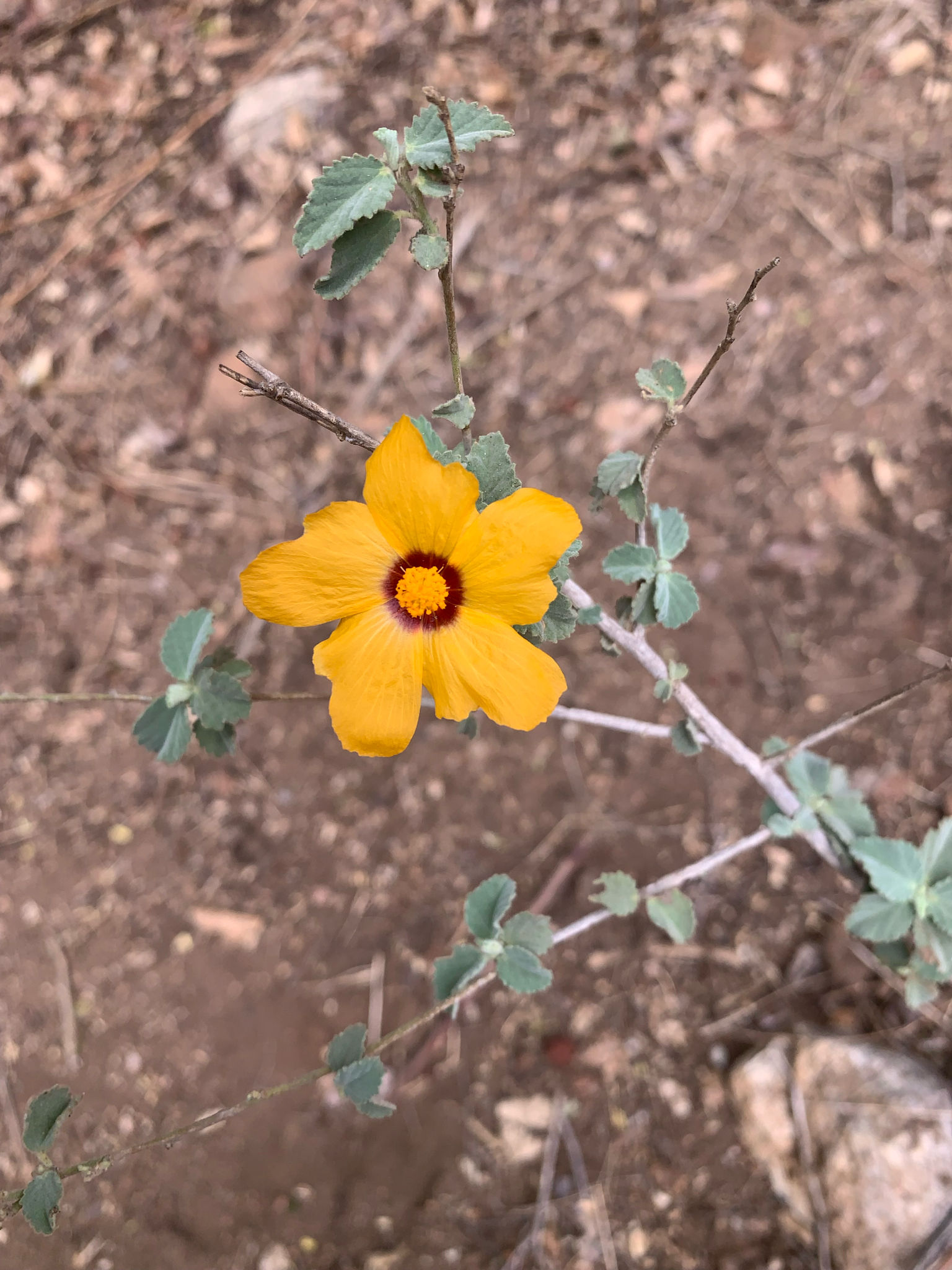 Sida galheirensis