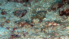 Eurypegasus draconis