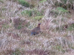 Lagopus lagopus scotica