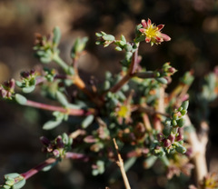 Gymnocarpos decander