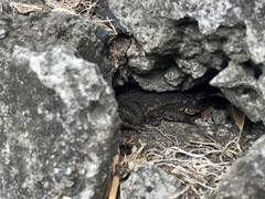 Incilius coccifer