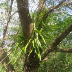 Pyrrosia longifolia