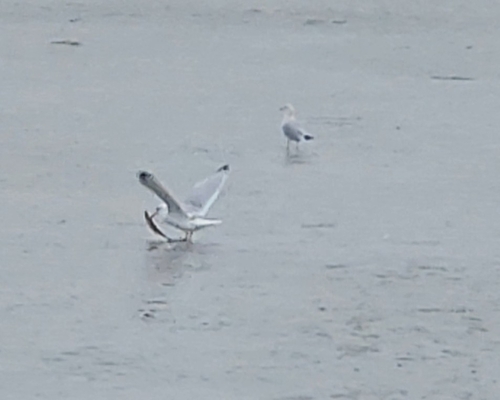 Ring-billed Gull