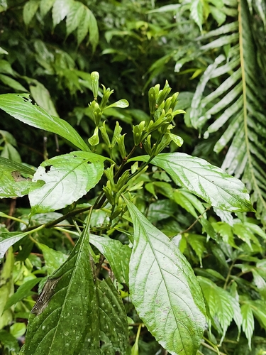 Strobilanthes cusia, photograph 4