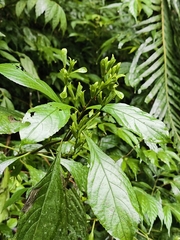 Strobilanthes cusia, photograph (c) Yinling Chen, some rights reserved (CC BY)