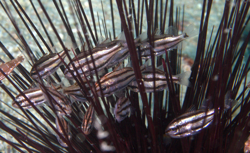 Luminous cardinalfish (Siphamia tubifer) — Apogonidae — 5