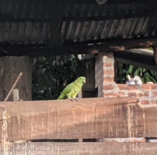 Yellow-naped Amazon (Amazona auropalliata), photo 2