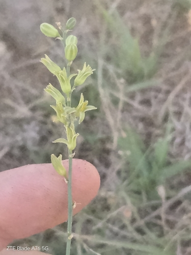 Clara ophiopogonoides (Clara ophiopogonoides)