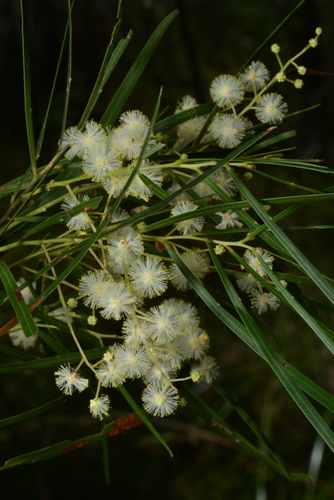 Acacia acrionastes observed 2026-02-17