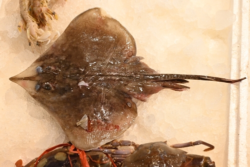 Boeseman's skate (Okamejei boesemani) — Rajidae — 3
