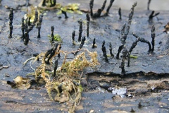 Xylaria longiana