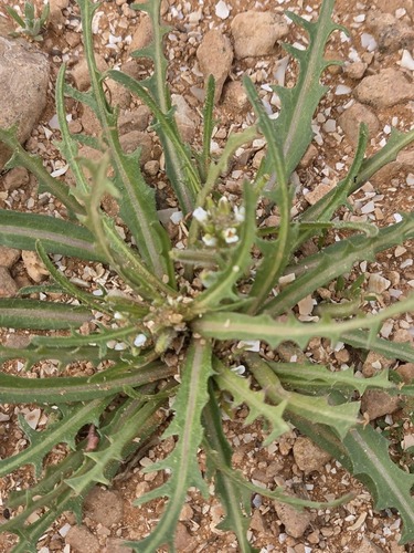 Neotorularia torulosa