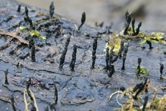 Xylaria longiana