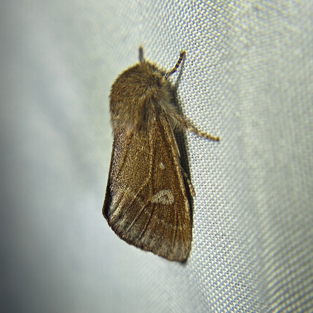 Psaphida in February 2026 by Amanda Hurst · iNaturalist