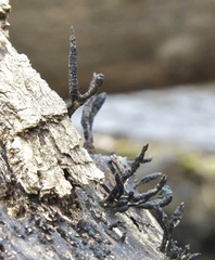 Xylaria longiana