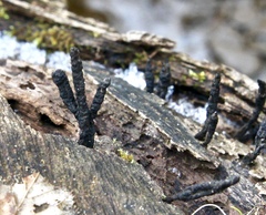 Xylaria longiana