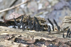 Xylaria longiana