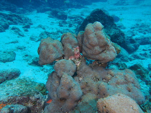 Pavona chiriquiensis observed 2026-02-11