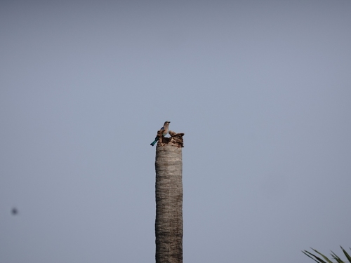 Indian Roller (Coracias benghalensis), photo 4