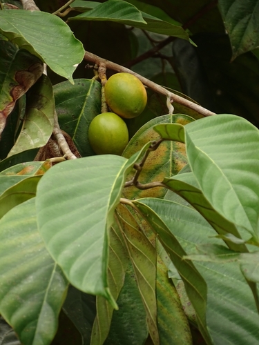 Poraqueiba sericea observed 2020-02-12