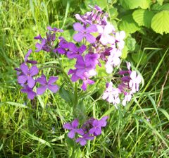 Hesperis pycnotricha