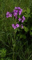 Hesperis pycnotricha
